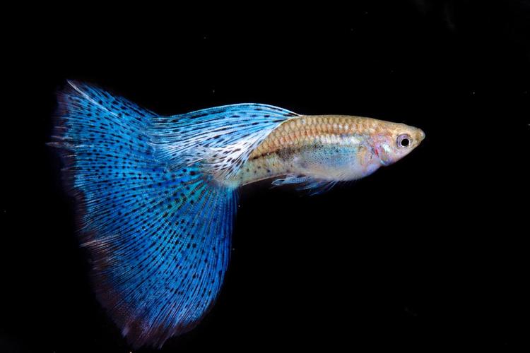 1756953175294091.jpg 觀賞魚.jpg