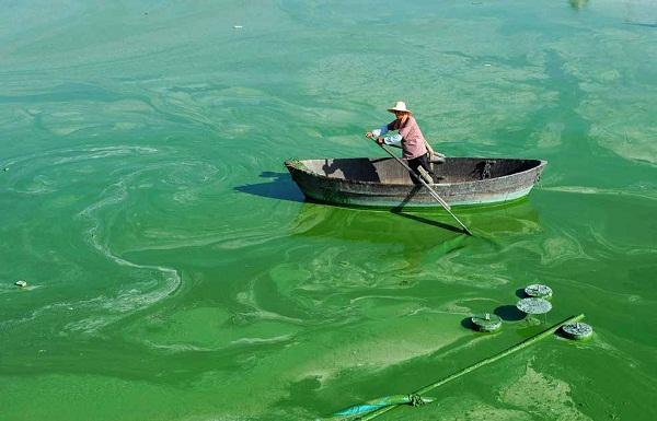 1757656394154883.jpg “水華”現(xiàn)象.jpg