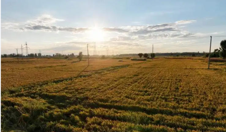 1757732406109627.jpg 稻田.jpg