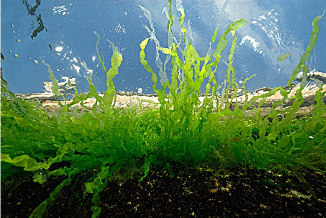 1760925467454344.jpg 藻類.jpg