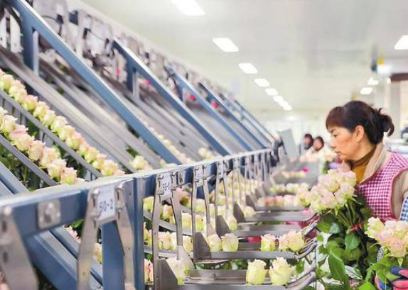 1761703428268275.jpg 高端花卉組培工廠.jpg